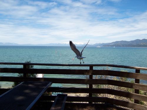 Lake Tahoe (palo-alto_100_8883.jpg) wird geladen. Eindrucksvolle Fotos von der Westküste Amerikas erwarten Sie.